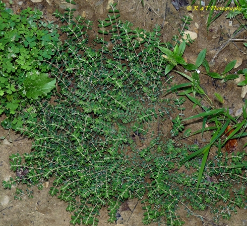 {Euphorbia prostrata}